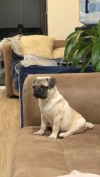 Lost Male Dog last seen Eagle Nest Road. , Cutler Bay, FL 33157