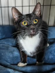 Found/Stray Unknown Cat last seen Kipling and LaSalle Blvd , Lansing, MI 48912