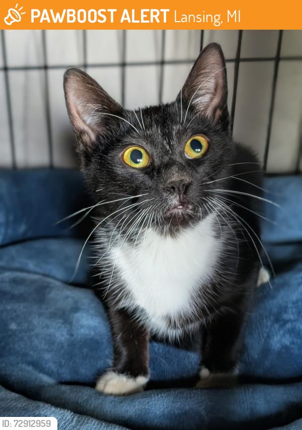 Found/Stray Unknown Cat last seen Kipling and LaSalle Blvd , Lansing, MI 48912