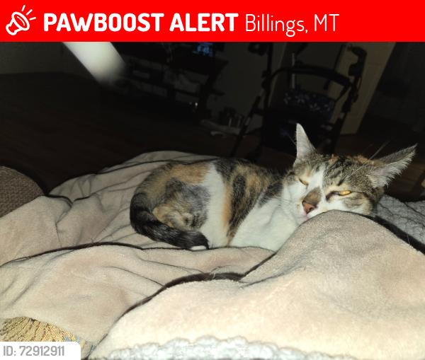 Lost Female Cat last seen Mullowney and Elysian and Josephine Crossing , Billings, MT 59101