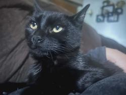 Lost Female Cat last seen 45th and State, Four Corners, OR 97301