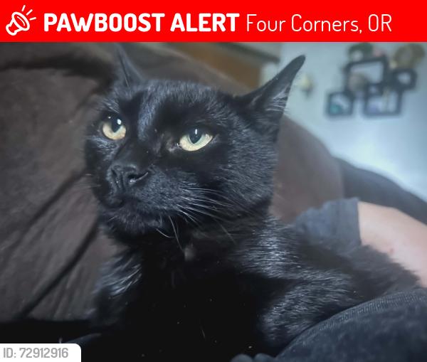 Lost Female Cat last seen 45th and State, Four Corners, OR 97301