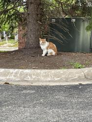 Found/Stray Unknown Cat last seen Ryan road , Sterling Heights, MI 48312