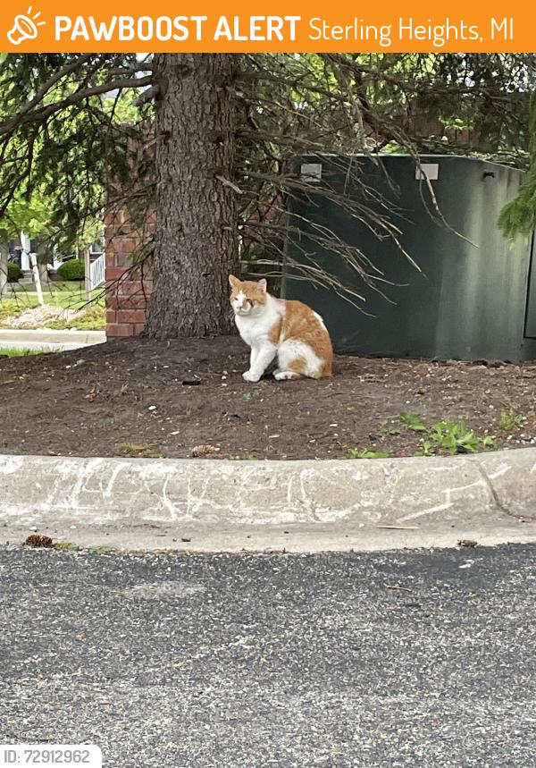 Found/Stray Unknown Cat last seen Ryan road , Sterling Heights, MI 48312
