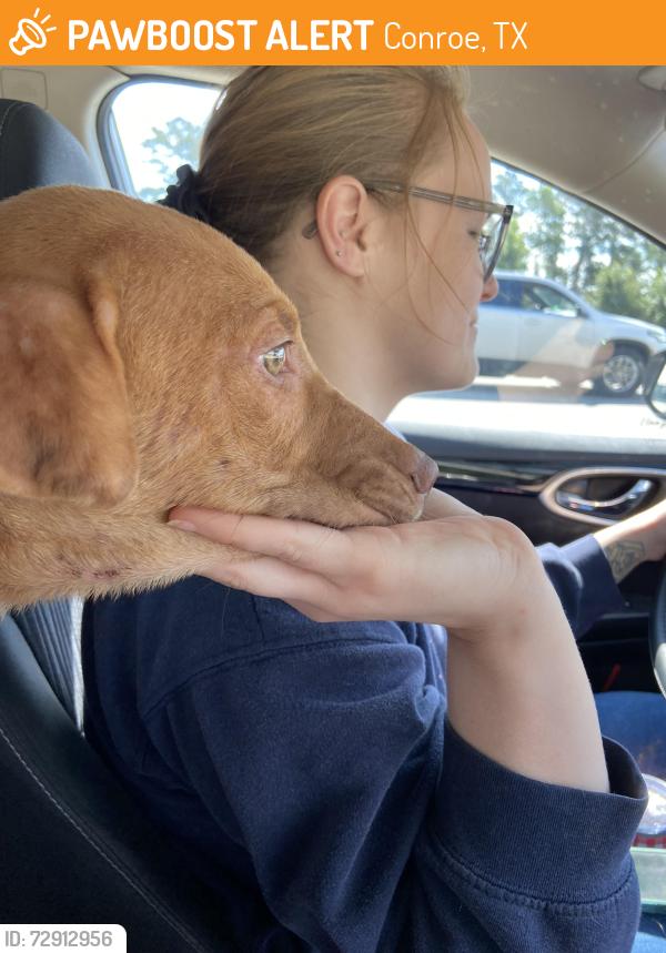 Found/Stray Male Dog last seen Near and sweet water ridge, Conroe, TX 77303