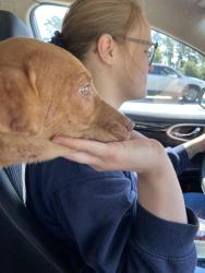 Found/Stray Male Dog last seen Near and sweet water ridge, Conroe, TX 77303