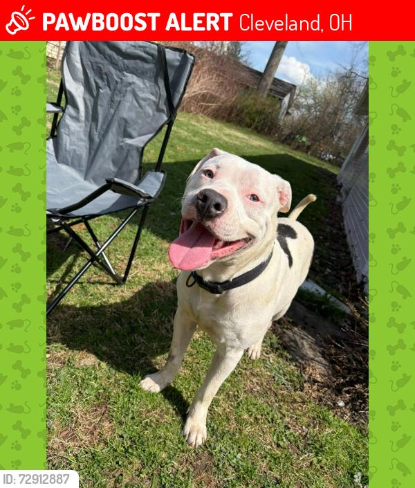 Lost Male Dog last seen Near Nell, Cleveland, OH 44110