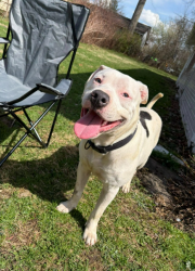 Lost Male Dog last seen Near Nell, Cleveland, OH 44110