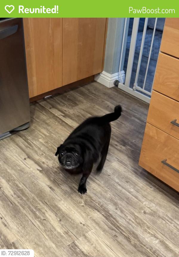 Reunited Female Dog last seen Appian Way Green Área. , Mission Viejo, CA 92691