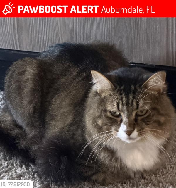 Lost Male Cat last seen Juliana village , Auburndale, FL 33823