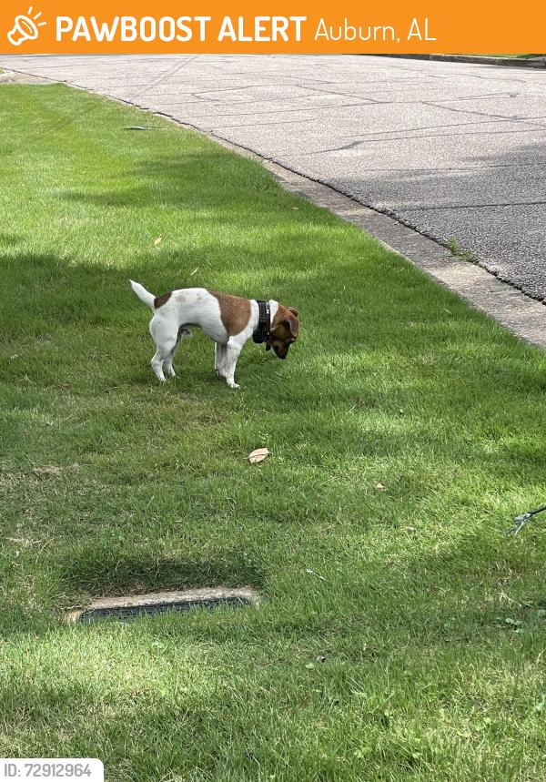 Found/Stray Male Dog last seen Apache and Cumberland, Auburn, AL 36830