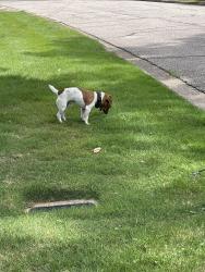 Found/Stray Male Dog last seen Apache and Cumberland , Auburn, AL 36830