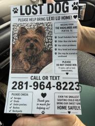 Lost Female Dog last seen Mirror lake, Porter, TX 77365