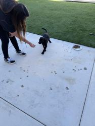 Found/Stray Female Dog last seen N Tustin St and E Santa Ana Canyon Rd., Orange, CA 92865