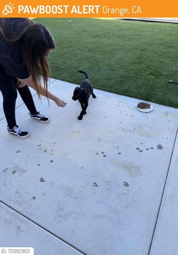 Found/Stray Female Dog last seen N Tustin St and E Santa Ana Canyon Rd., Orange, CA 92865