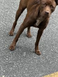 Found/Stray Unknown Dog last seen Near block Mountain View Church Road , Maiden, NC 28650