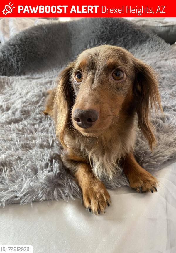 Lost Female Dog last seen Redford ests Cardinal and Drexel , Drexel Heights, AZ 85746