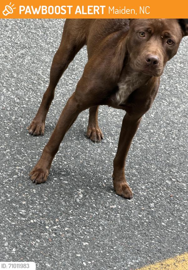 Found/Stray Unknown Dog last seen Near block Mountain View Church Road , Maiden, NC 28650