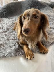 Lost Female Dog last seen Redford ests Cardinal and Drexel , Drexel Heights, AZ 85746