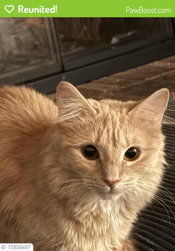 Reunited Female Cat last seen Near deerberry drive Noblesville , Noblesville, IN 46062