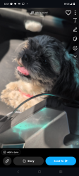Reunited Female Dog last seen Chama and copper , Albuquerque, NM 87108