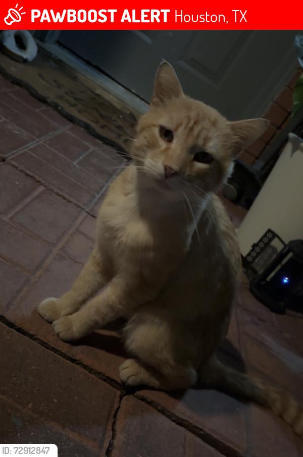 Lost Male Cat last seen Jones rd, Houston, TX 77065