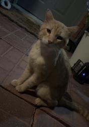 Lost Male Cat last seen Jones rd, Houston, TX 77065