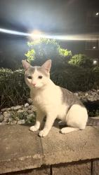 Reunited Male Cat last seen Independence Parkway and Glencliff, Plano, TX 75075