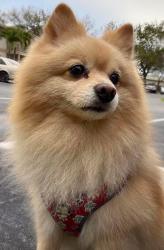 Reunited Male Dog last seen Little Caesar’s , West Palm Beach, FL 33415
