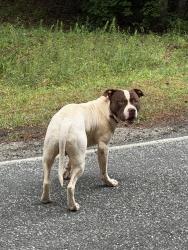 Found/Stray Unknown Dog last seen Between the creek and cemetery , Maiden, NC 28650