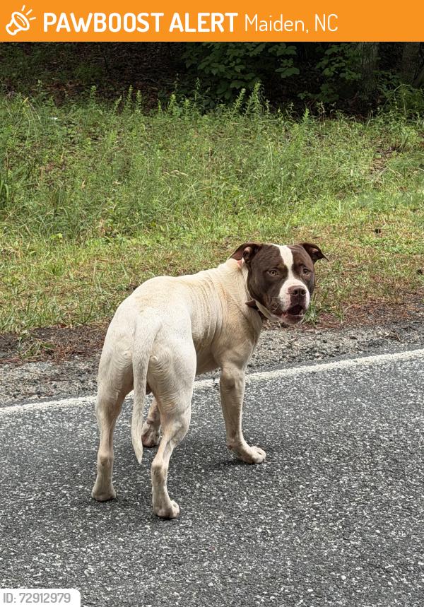 Found/Stray Unknown Dog last seen Between the creek and cemetery , Maiden, NC 28650