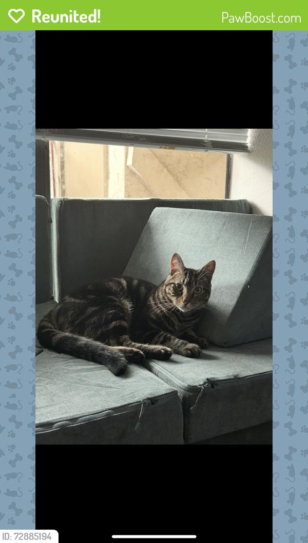 Reunited Male Cat last seen Blue cypress park, Jacksonville, FL 32277