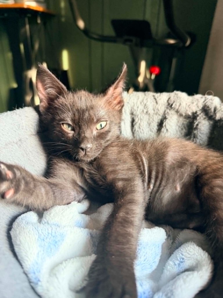Shelter Stray Male Cat last seen Bexar County, New Braunfels, TX 78130