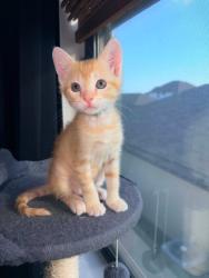 Shelter Stray Female Cat last seen Bexar County, New Braunfels, TX 78130