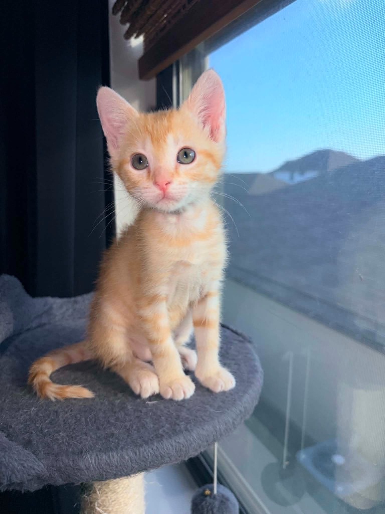Shelter Stray Female Cat last seen Bexar County, New Braunfels, TX 78130