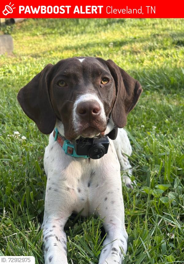 Lost Female Dog last seen Near forest dr , Cleveland, TN 37323