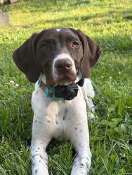 Lost Female Dog last seen Near forest dr , Cleveland, TN 37323
