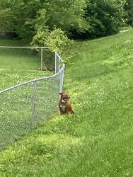 Found/Stray Unknown Dog last seen Near S Meridian St Indianapolis, IN  46217 United States, Indianapolis, IN 46217
