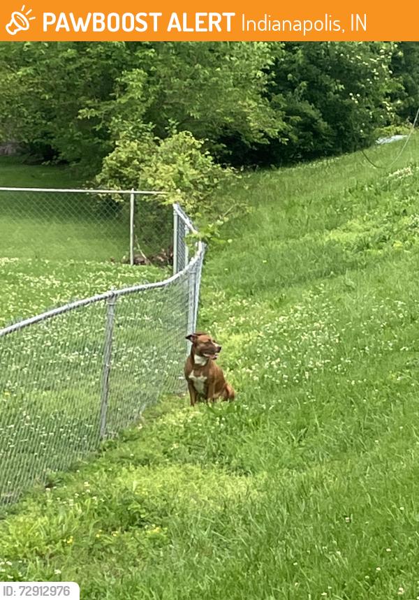 Found/Stray Unknown Dog last seen Near S Meridian St Indianapolis, IN  46217 United States, Indianapolis, IN 46217