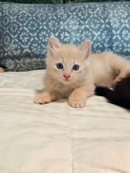 Shelter Stray Female Cat last seen Bexar County, New Braunfels, TX 78130