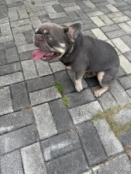 Found/Stray Male Dog last seen Oxialis, Yellowstone St Orlando Florida m, Orlando, FL 32807