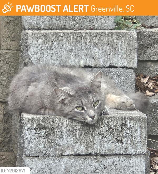 Found/Stray Unknown Cat last seen Hillside, Greenville, SC 29607