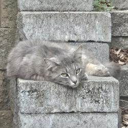 Found/Stray Unknown Cat last seen Hillside, Greenville, SC 29607