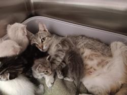Shelter Stray Female Cat last seen Bexar County, New Braunfels, TX 78130