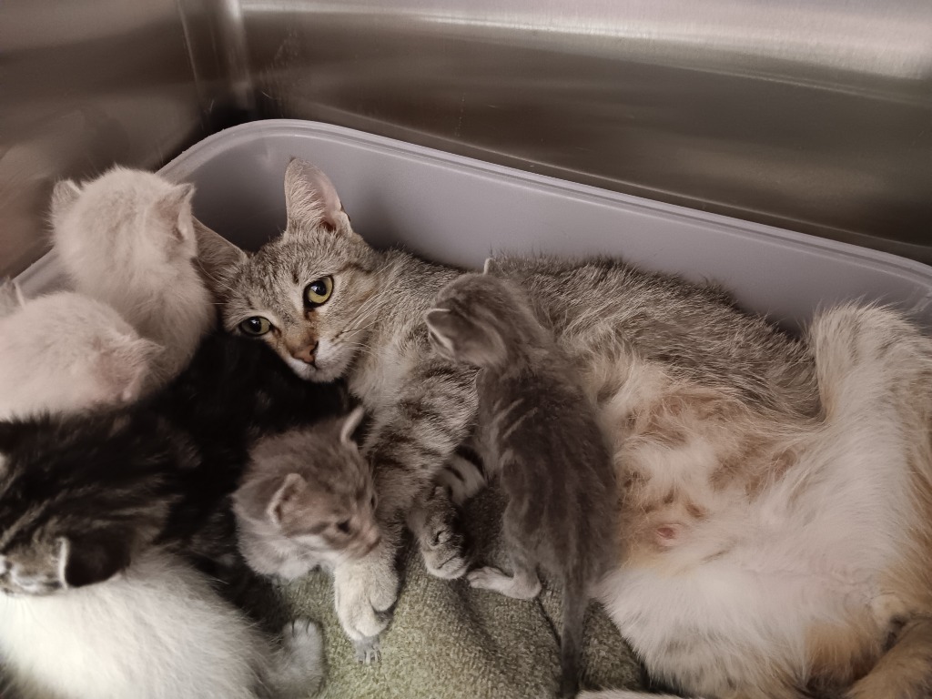 Shelter Stray Female Cat last seen Bexar County, New Braunfels, TX 78130