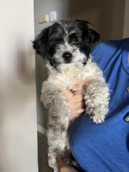 Found/Stray Male Dog last seen Briargreen and Overbrook, Houston, TX 77077