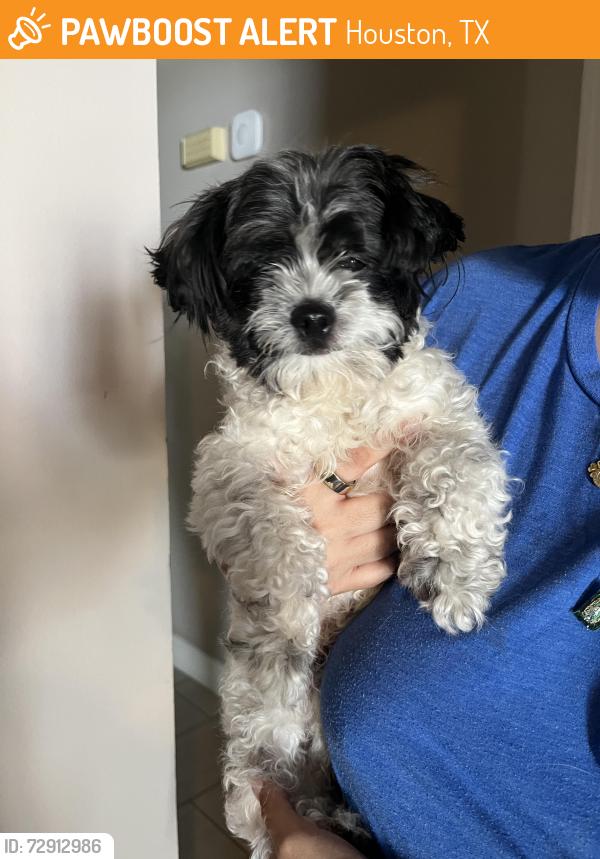 Found/Stray Male Dog last seen Briargreen and Overbrook, Houston, TX 77077