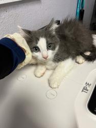 Shelter Stray Male Cat last seen Bexar County, New Braunfels, TX 78130