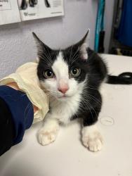 Shelter Stray Male Cat last seen Bexar County, New Braunfels, TX 78130