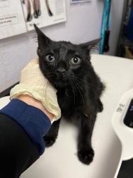 Shelter Stray Female Cat last seen Bexar County, New Braunfels, TX 78130